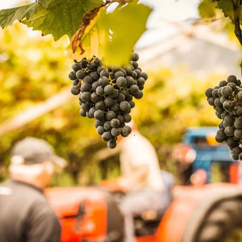 In Mezzacorona steckt das Trentino